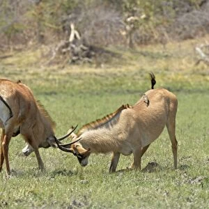Roan Antelope (Hippotragus equinus) two adult males, fighting, Kafue N. P. Zambia, September