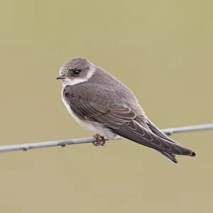 Sand Martin (Riparia riparia) adult, perched on wire fence, Norfolk, England, August