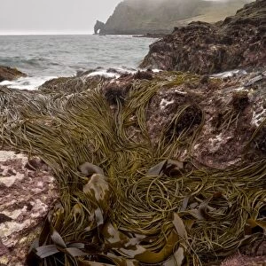 Seaweed in rockpool habitat at low tide, Prawle Point, South Devon, England, September