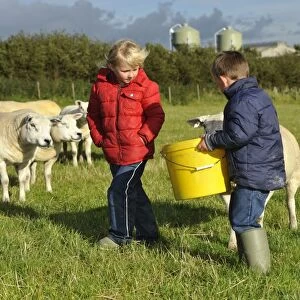 Sheep farming, young boy and girl feeding Texel ewes from bucket on farm, Lancashire, England, September