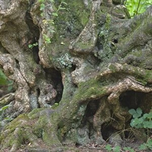 Silver Birch (Betula pendula) gnarled trunk of old tree, Norfolk, England, july