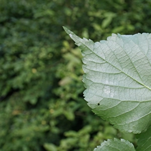 Small-leaved Lime (Tilia cordata) close-up of leaf underside, growing in woodland, Vicarage Plantation, Mendlesham