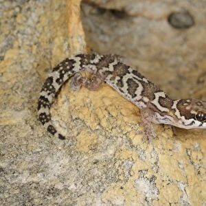 Smiths Thick-toed Gecko (Pachydactylus formosus) adult, resting on rock, South Africa, February