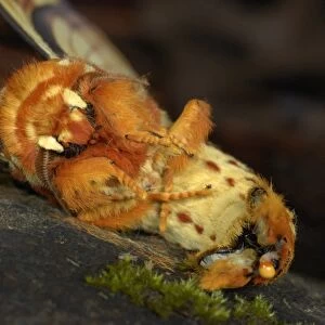 Southern Regal Moth (Citheronia lobesis) adult, curled up in defensive wasp immitation pose, in cloudforest