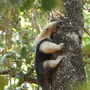 Southern Tamandua (Tamandua tetradactyla) adult, climbing tree trunk, Pouso Alegre, Mato Grosso, Brazil, september