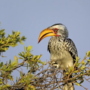 Southern Yellow-billed Hornbill (Tockus leucomelas) adult, perched on twigs, Hwange N. P. Zimbabwe, July