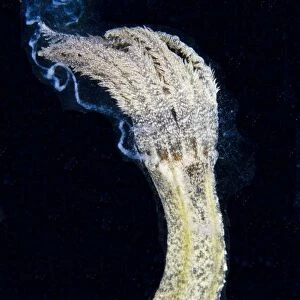Spotted Worm Sea Cucumber (Synapta maculata) adult, releasing sperm, Lembeh Straits, Sulawesi, Sunda Islands