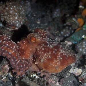 Starry Night Octopus (Callistoctopus luteus) adult, Lembeh Island, Sulawesi, Indonesia