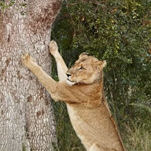 Transvaal Lion (Panthera leo krugeri) adult female, sharpening claws on tree trunk, Timbavati Game Reserve