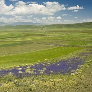 View of farmed landscape with vipers bugloss, near Cildir, near Aktas Golu, Pontic Mountains, Anatolia, Turkey, July