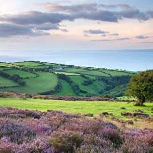 View of flowering heather blowing in breeze and coastal farmland at sunset, Porlock Hill, Worthy Wood, Culbone