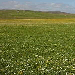View of meadow with wildflowers, Unst, Shetland Islands, Scotland, June