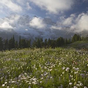 View of wildflowers in alpine meadow habitat, Mount Rainier, Mount Rainier N. P. Washington State, U. S. A