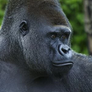 Western Lowland Gorilla (Gorilla gorilla gorilla) silverback adult male, close-up of head