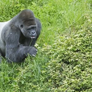 Western Lowland Gorilla (Gorilla gorilla gorilla) silverback adult male, feeding on grass