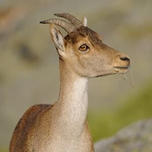 Western Spanish Ibex (Capra pyrenaica victoriae) adult female, close-up of head and chest, Pena de Francia, Parque Natural de Las Batuecas, Sierra de Francia, Salamanca, Castile and Leon, Spain, october