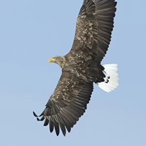 White-tailed Eagle (Haliaeetus albicilla) adult, in flight, Norway, february