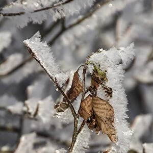 Winter Beech leaves covered in hoar frost