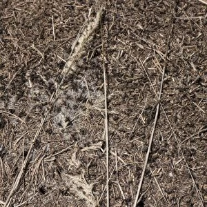 Wood Ants on nest mound made in pine forest - Bulgaria