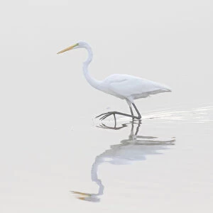 00688-02218 Great Egret (Ardea alba) in wetland in fog, Marion Co. IL