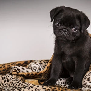 10 week old black Pug puppy curled up in a spotted blanket. (PR)