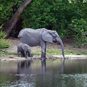 Africa, Botswana, Savute. Elephant and baby drinking water in Chobe National Park