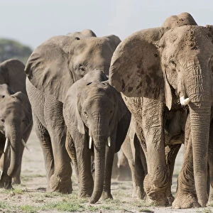 Africa, Kenya, Amboseli National Park. Elephants on the march