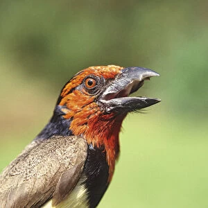 Africa, Kenya. Close-up of black-collared barbet bird calling