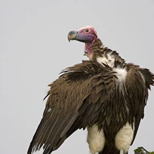 Africa, Kenya. Close-up of lappet-faced vulture standing on treetop