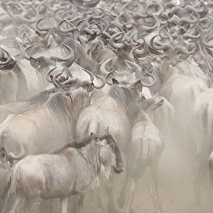 Africa, Kenya. Dusty wildebeest herd. Credit as: Bill Young / Jaynes Gallery / DanitaDelimont