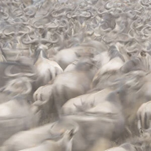 Africa, Kenya. Dusty wildebeest herd. Credit as: Bill Young / Jaynes Gallery / DanitaDelimont