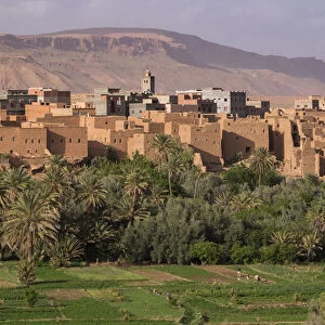 Africa, Morocco. The oasis behind the village of Tinerhir is a rich farming area