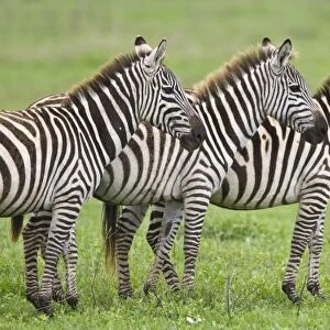 Africa. Tanzania. Zebras at Ngorongoro Crater in the Ngorongoro Conservation Area