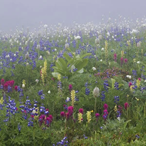 Alpine wildflower, Mount Rainier National Park