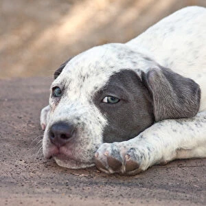 American Staffordshire Terrier Puppy lying down