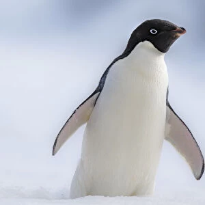 Antarctic Peninsula, Half Moon Island. Adelie penguin with wings out
