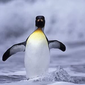Antarctic, South Georgia Island King penguin (Aptenodytes patagonica) coming out of ocean