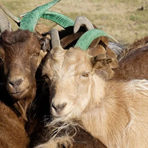 Asia, Mongolia, Altan Hokhii Mountain goats, gathered and tethered up for milking