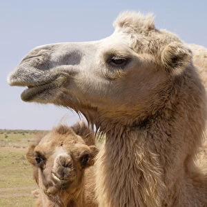 Asia, Mongolia, Western Mongolia, Lake Tolbo, Bactrian camels (Camelus bactrianus)