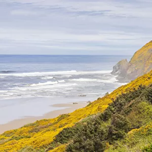 Baker Beach, Oregon, USA. Yellow flowers on hillsides on the Oregon coast