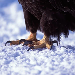 bald eagle, Haliaeetus leucocephalus, talons on a snow, Kachemak bay, southcentral Alaska