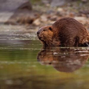 beaver, Castor canadensis, goes for a swim in a kettle pond, Denali National Park