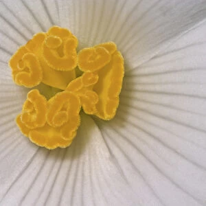 Begonia Flower, Begonia spp
