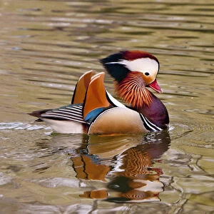 Beijing, China, Male mandarin duck swimming in pond