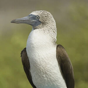 Blue-footed booby (Sula nebouxii excisa) Punta Cevallos, Espaaa'ola or Hood Island