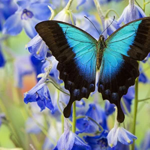 Blue Iridescence Swallowtail Butterfly, Papilio pericles