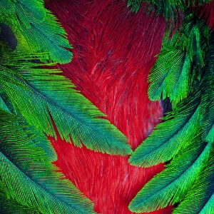 Breast and Wing Feather design of the Resplendent Quetzal