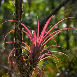 A bromeliad airplant, of the genus Tillandsia, has pineapple-like leaves that seasonally show red
