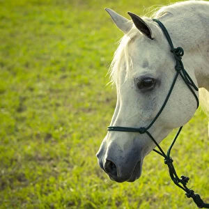 C. N. IBN Laurence, aka Jojo, Registered Bloodlines: Egyptian / Davenport Arabian stallion
