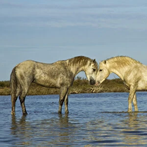 Camargue horses standing in marshy wetland of the Camargue, southern France